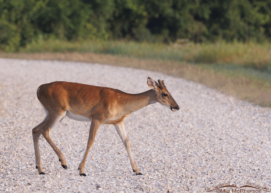 White-tailed Deer buck crossing a gravel road, Sequoyah National Wildlife Refuge, Oklahoma