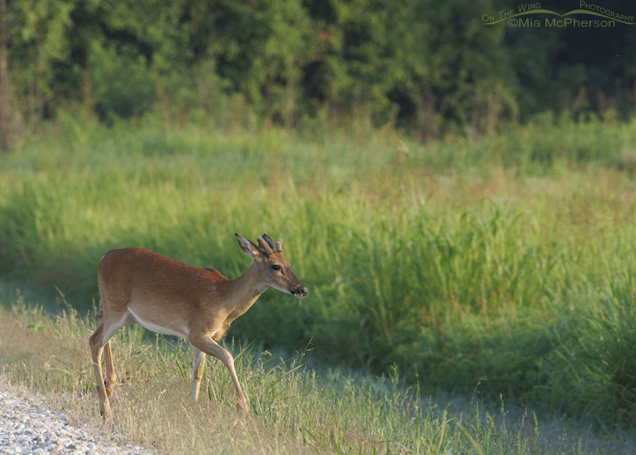Young White-tailed Deer buck next to a road, Sequoyah National Wildlife Refuge, Oklahoma