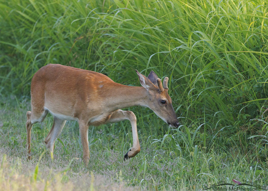 White-tailed Deer buck heading into grasses, Sequoyah National Wildlife Refuge, Oklahoma