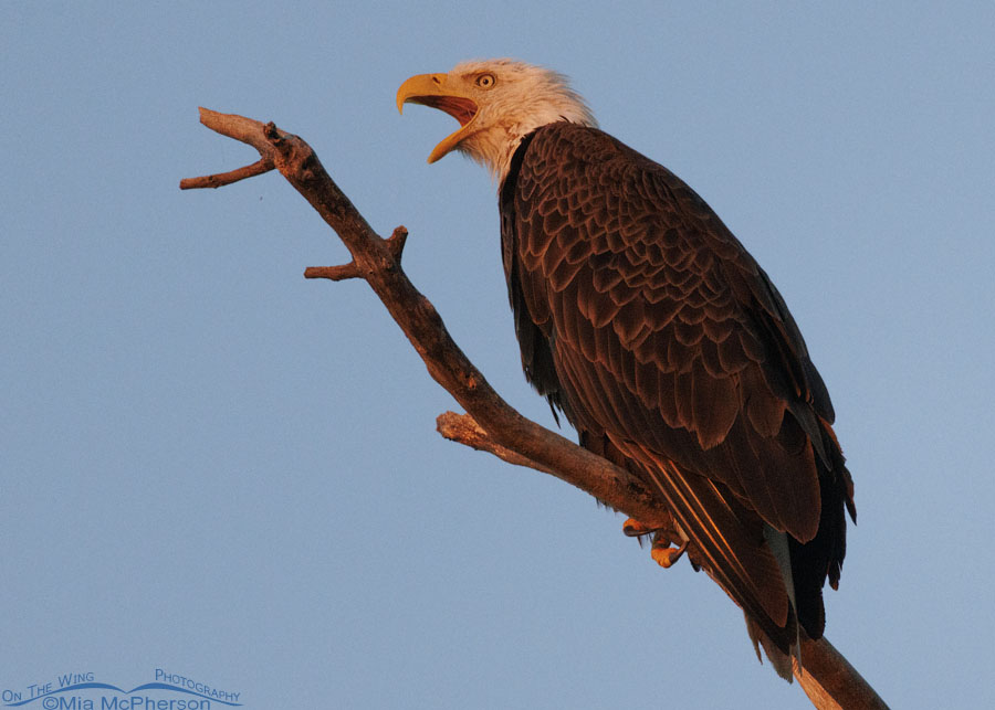 Adult Bald Eagle calling, Sequoyah National Wildlife Refuge, Oklahoma