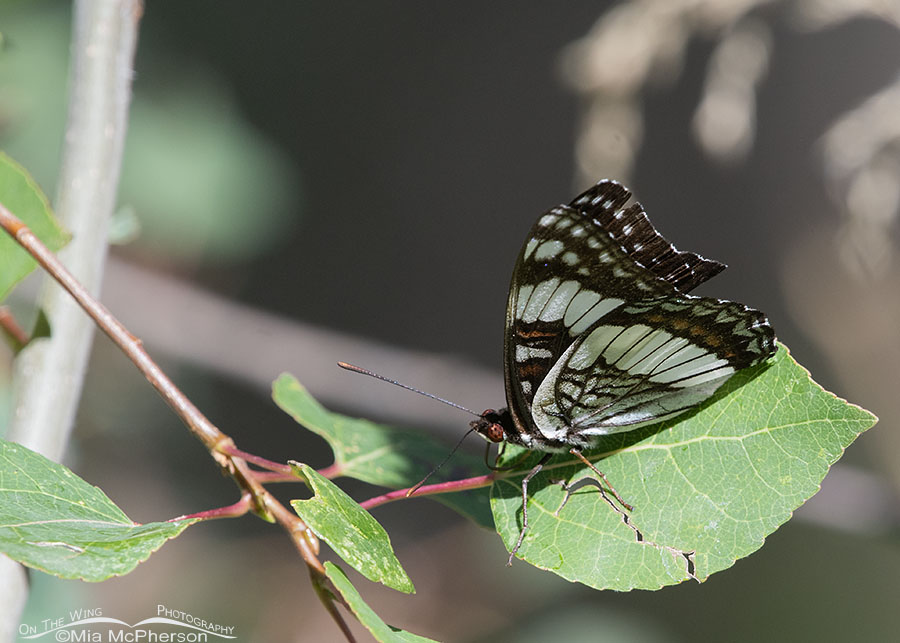 Weidemeyer’s Admiral butterfly resting in the Uinta Mountains, Uinta National Forest, Summit County, Utah