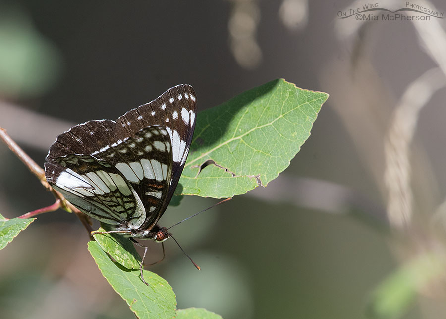 Adult Weidemeyer’s Admiral in the high Uinta Mountains, Uinta National Forest, Summit County, Utah