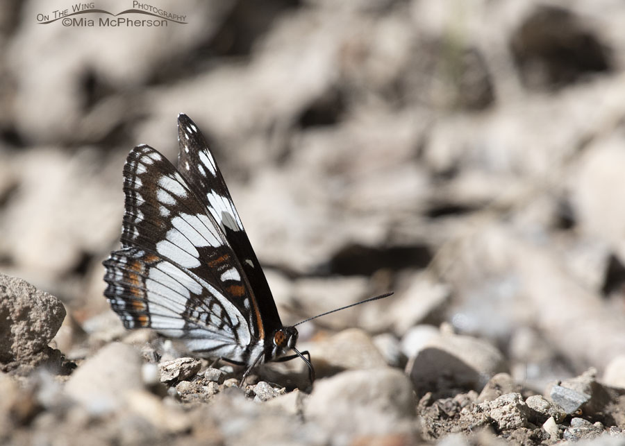 Weidemeyer's Admiral butterfly next to a gravel road, Wasatch Mountains, Morgan County, Utah