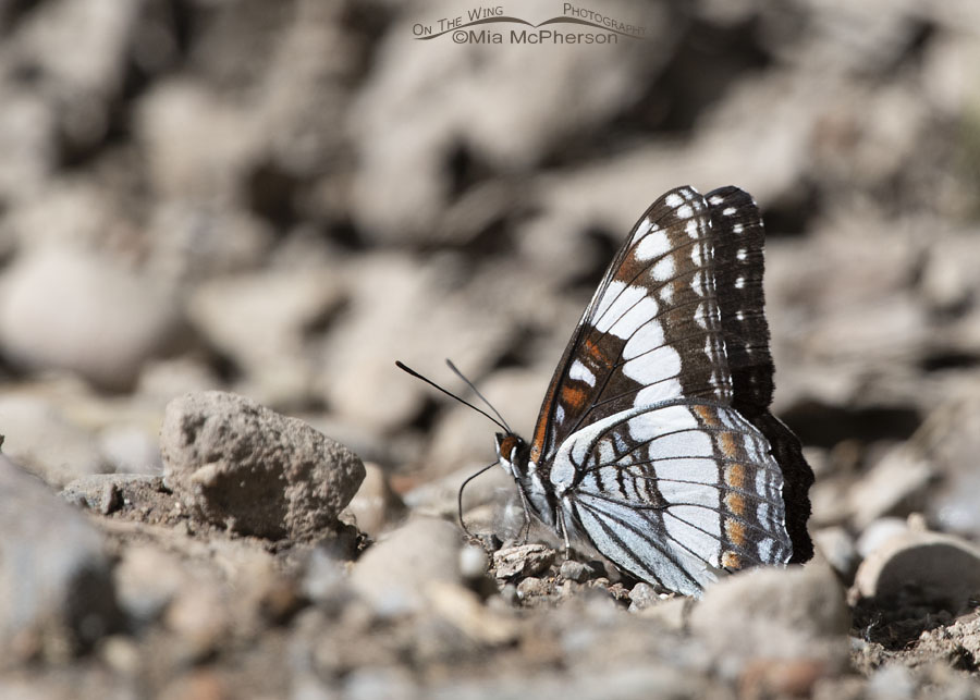 Adult Weidemeyer's Admiral Butterfly in the Wasatch Mountains, Morgan County, Utah