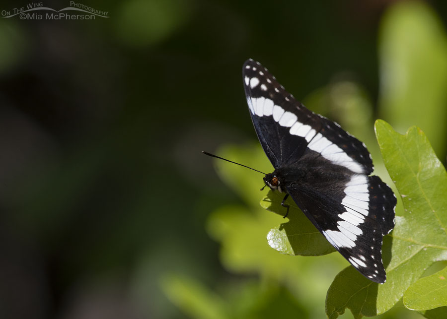 I was looking at pictures and I noticed that I had a picture of a butterfly  that alllllmost looked like a white admiral, but it had some…