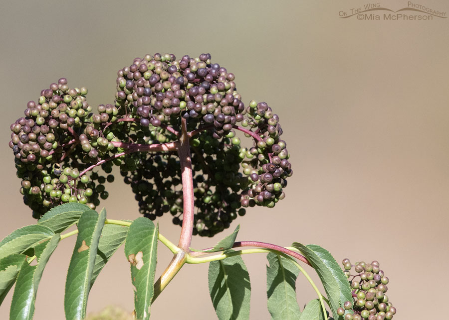 Ripening Blue Elderberry berries, Wasatch Mountains, Summit County, Utah