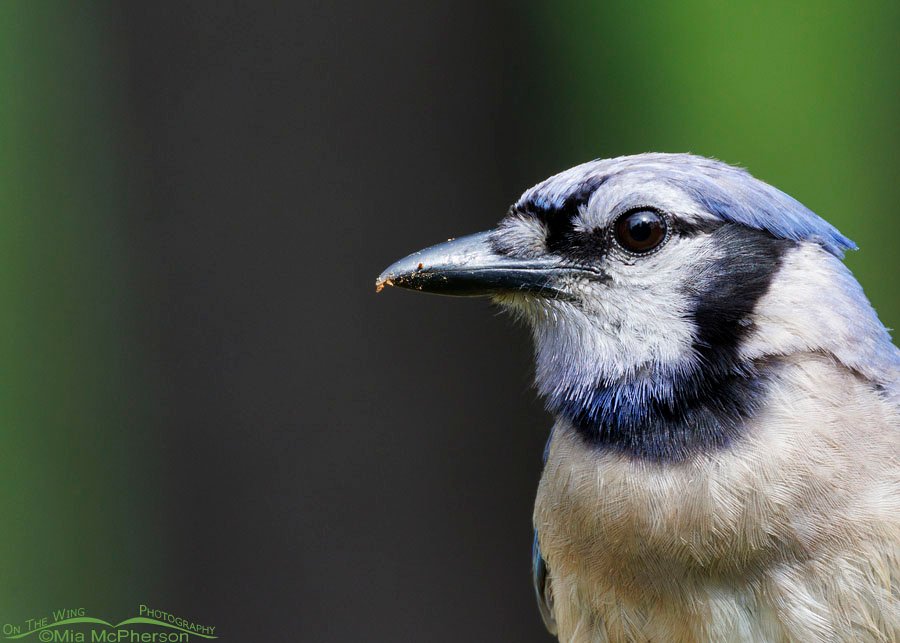Blue Jay adult close up, Sebastian County, Arkansas