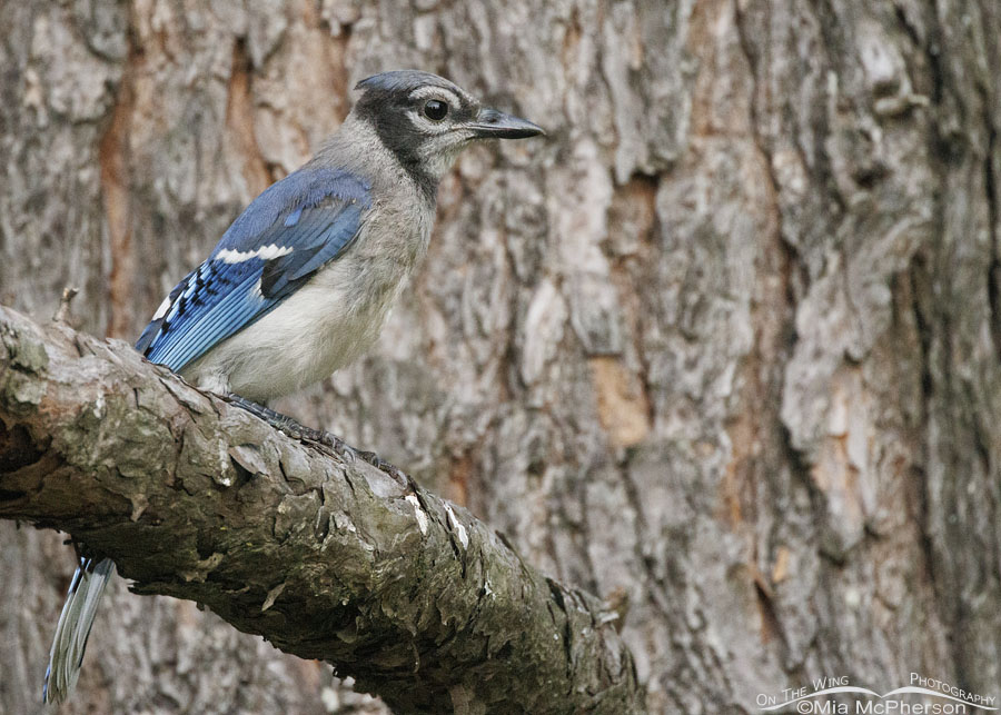 Immature Blue Jay on a pine branch, Sebastian County, Arkansas