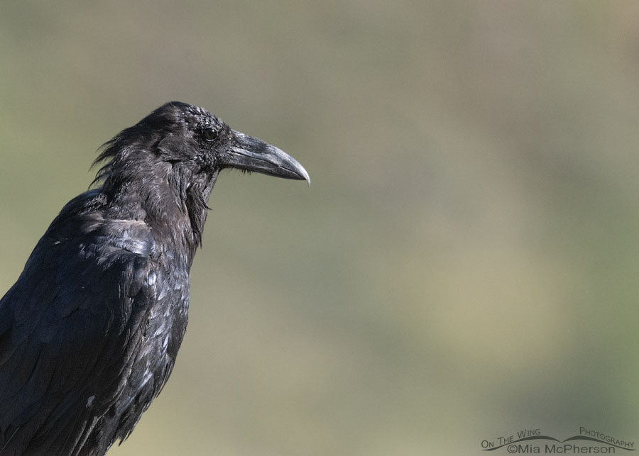 Molting immature Common Raven portrait, Wasatch Mountains, Morgan County, Utah