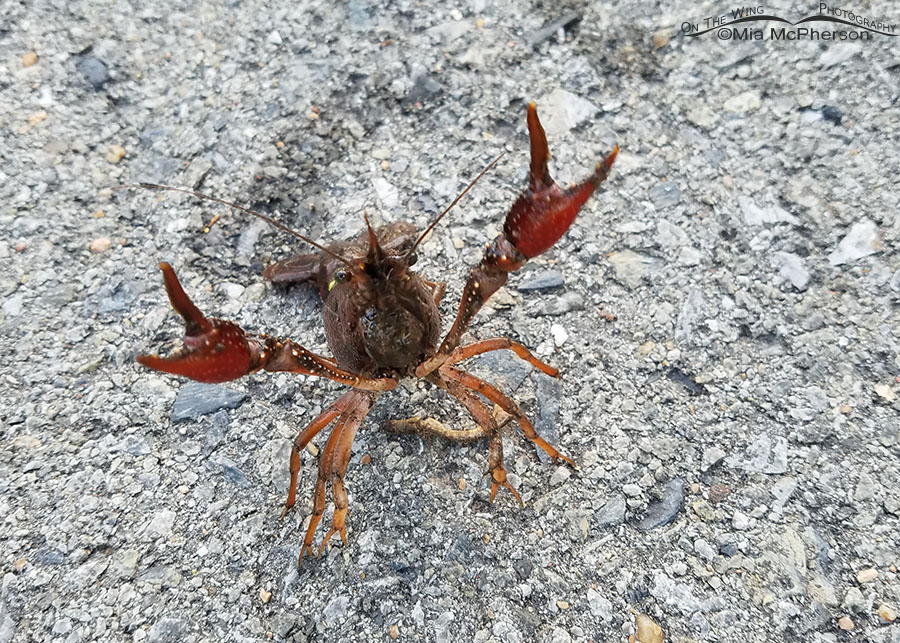 Crawdad at Sequoyah National Wildlife Refuge, Oklahoma