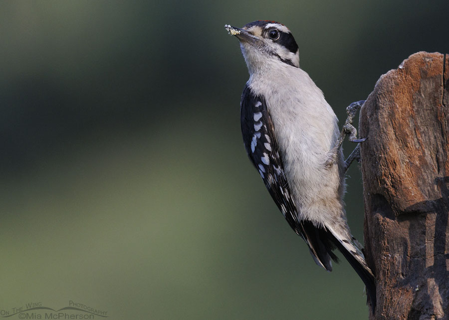 Young male Downy Woodpecker in Arkansas, Sebastian County