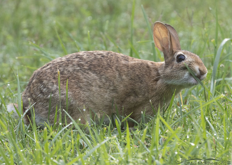 Mount Magazine SP Eastern Cottontail rabbit, Mount Magazine State Park, Logan County, Arkansas