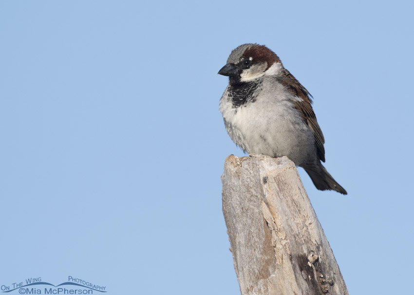Perched male House Sparrow, Bear River Migratory Bird Refuge, Box Elder County, Utah