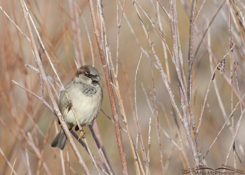 Male House Sparrow perched in a bush, Bear River Migratory Bird Refuge, Box Elder County, Utah