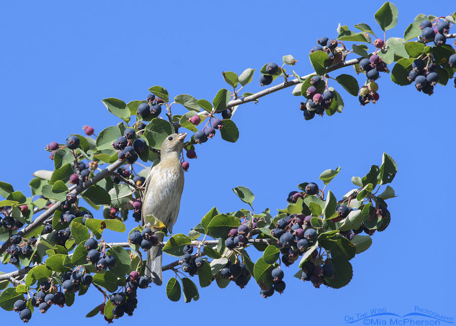 Immature Lazuli Bunting with ripe serviceberries, Wasatch Mountains, Morgan County, Utah