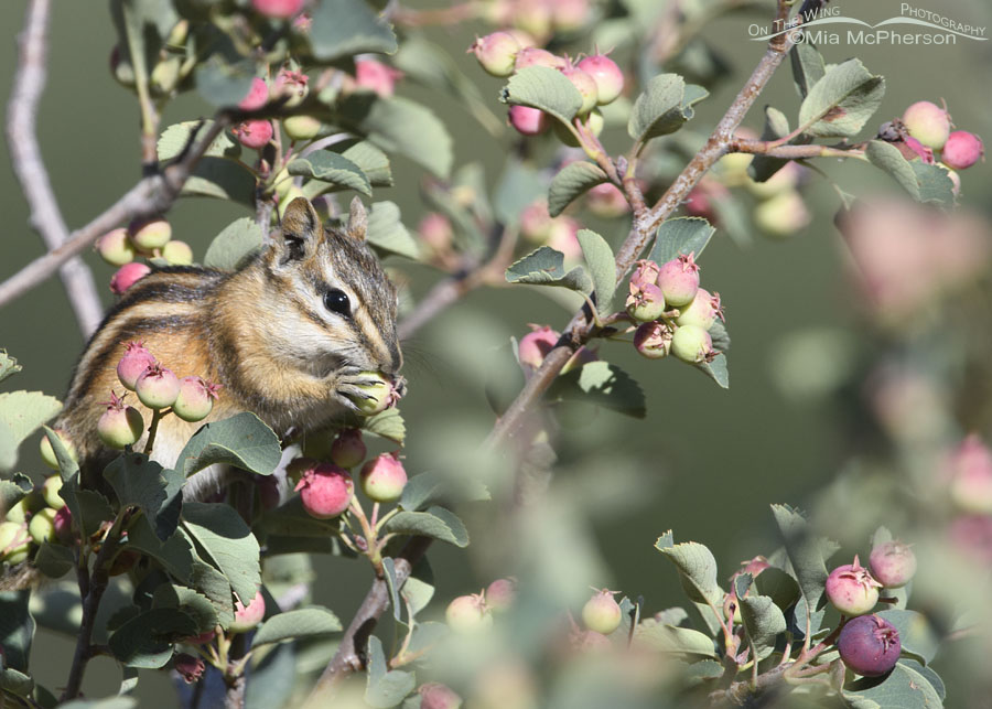 Least Chipmunk nibbling on a serviceberry, Wasatch Mountains, Summit County, Utah