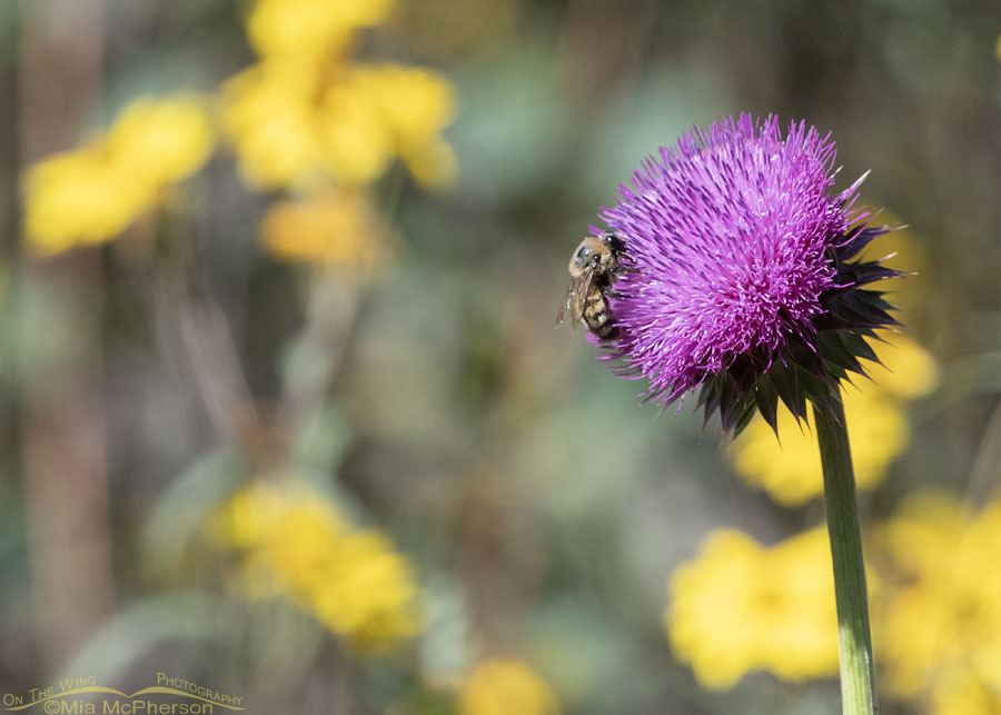 Musk Thistle with a bumble bee, Wasatch Mountains, Morgan County, Utah