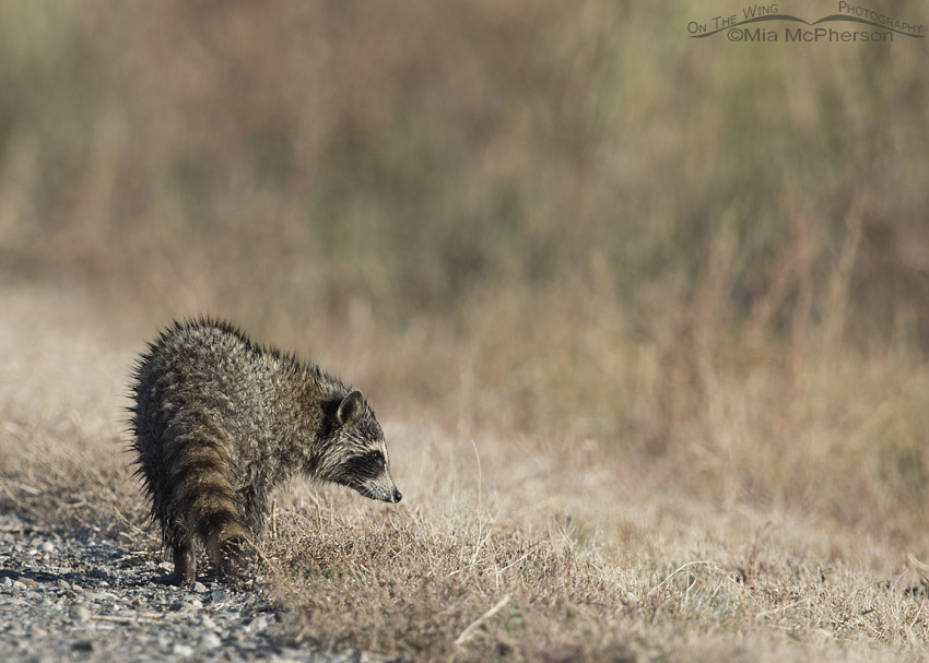 Raccoon cub at Bear River Migratory Bird Refuge, Box Elder County, Utah