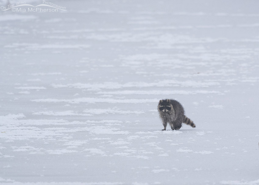 Raccoon on ice, Farmington Bay WMA, Davis County, Utah