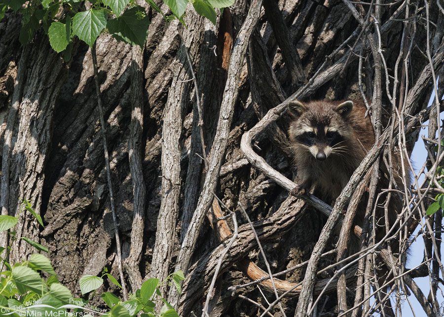 Raccoon in a vine-covered tree, Sequoyah National Wildlife Refuge, Oklahoma