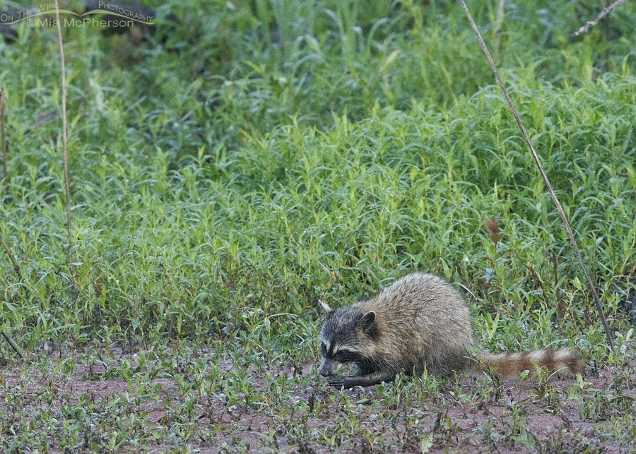 Raccoon foraging at Sequoyah NWR, Oklahoma