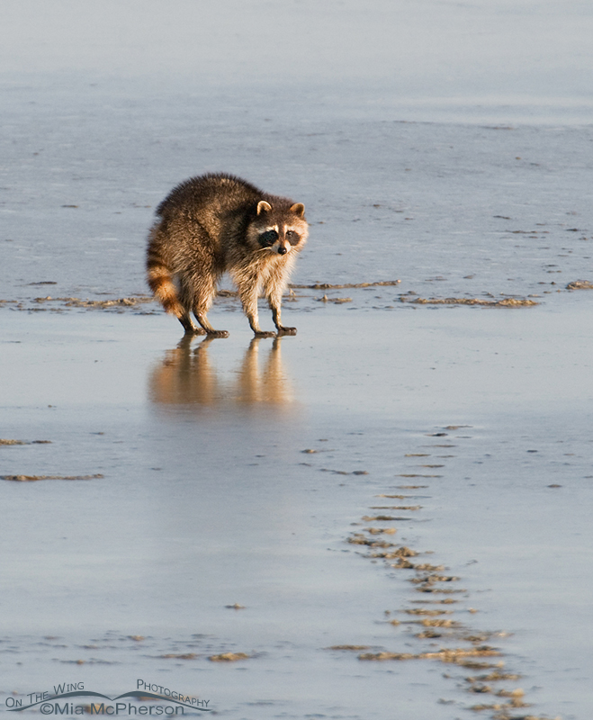 Raccoon on the mudflats, Antelope Island State Park, Davis County, Utah