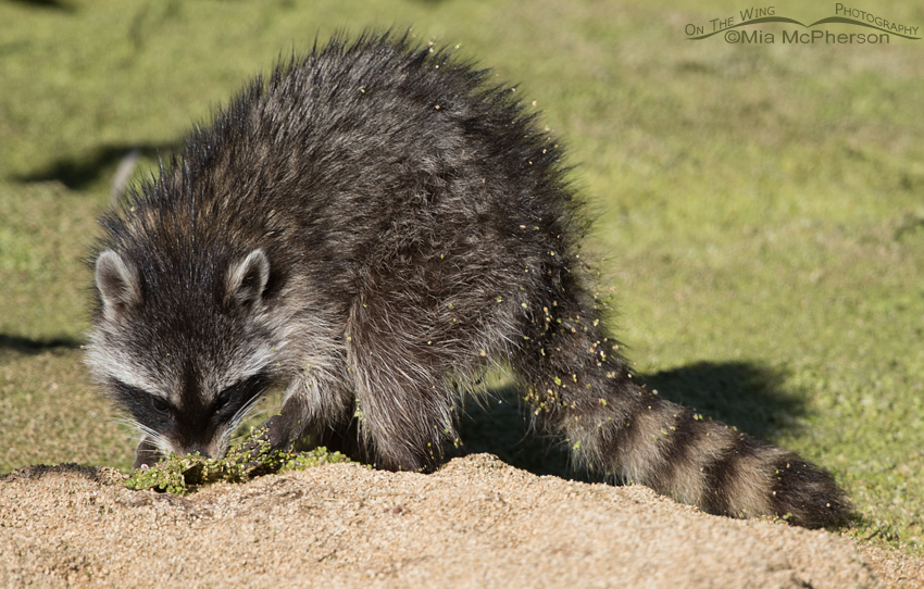 Young Raccoon on a Duckweed mat, Farmington Bay WMA, Davis County, Utah