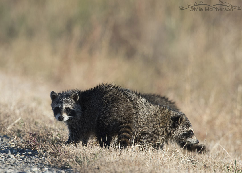 Raccoon cubs at Bear River Migratory Bird Refuge, Box Elder County, Utah
