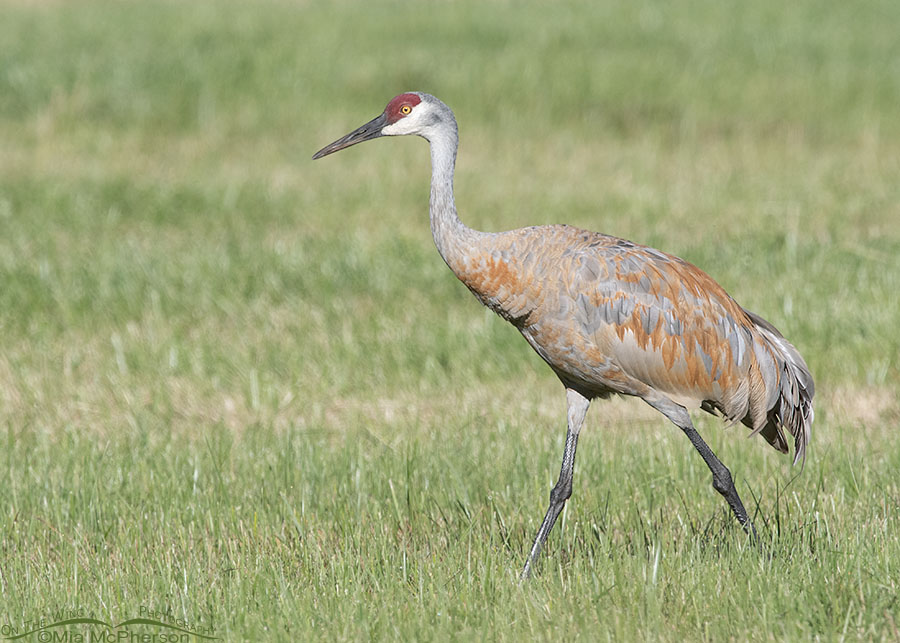 Adult Sandhill Crane pre-migration in the Kamas Valley, Summit County, Utah