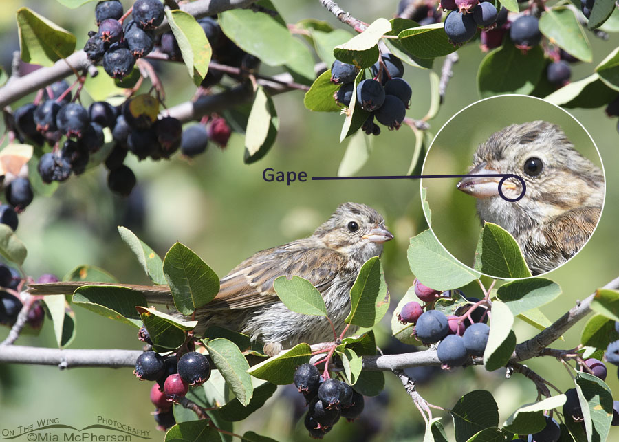 Immature Song Sparrow with ripe serviceberries and inset, Wasatch Mountains, Morgan County, Utah