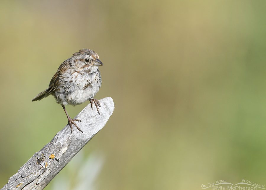 Creekside immature Song Sparrow in summer, Wasatch Mountains, Summit County, Utah