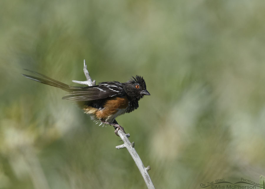 Raggedy Spotted Towhee male, Wasatch Mountains, Morgan County, Utah