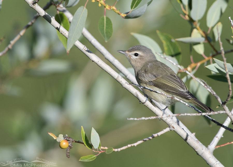 Adult Warbling Vireo in a willow, Wasatch Mountains, Summit County, Utah