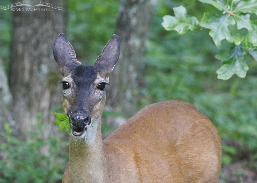 White-tailed Deer doe close up at Mount Magazine SP, Mount Magazine State Park, Logan County, Arkansas