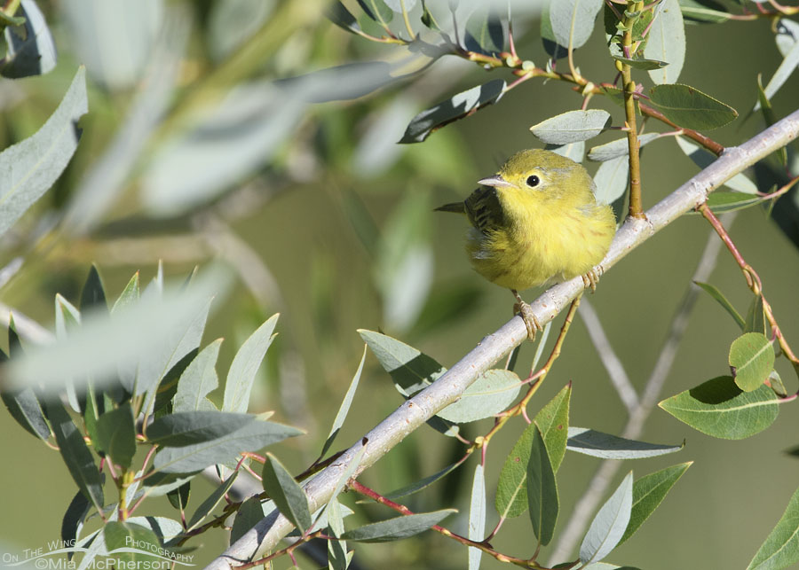 Male Yellow Warbler peering out from a willow, Wasatch Mountains, Summit County, Utah