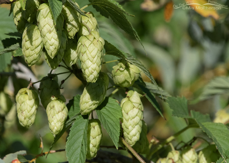 Common Hops in the Wasatch Mountains, Morgan County, Utah