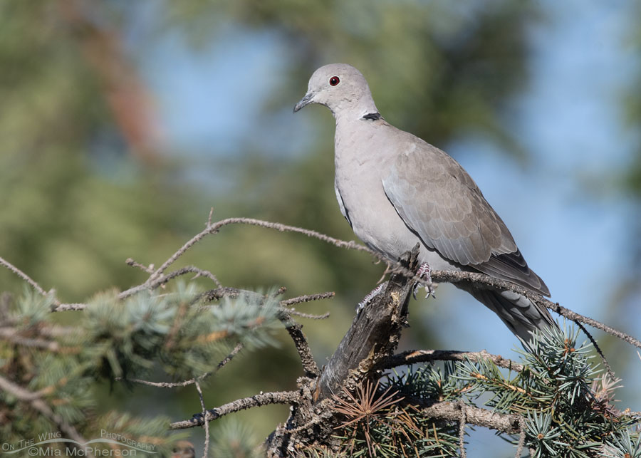 Eurasian Collared-Dove in a conifer, Farmington Bay WMA, Davis County, Utah
