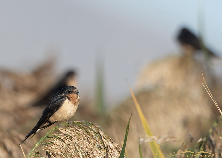 Barn Swallow prepping for fall migration, Bear River Migratory Bird Refuge, Box Elder County, Utah
