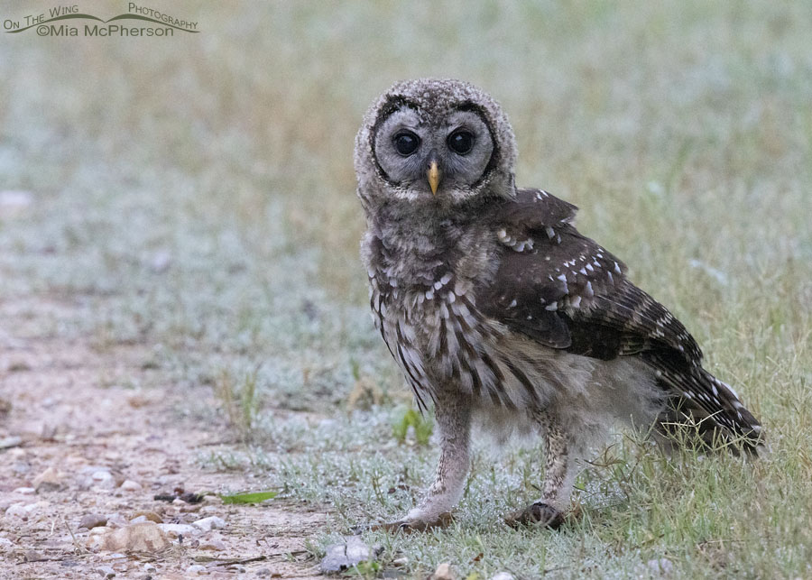Young Barred Owl at Sequoyah NWR, Oklahoma