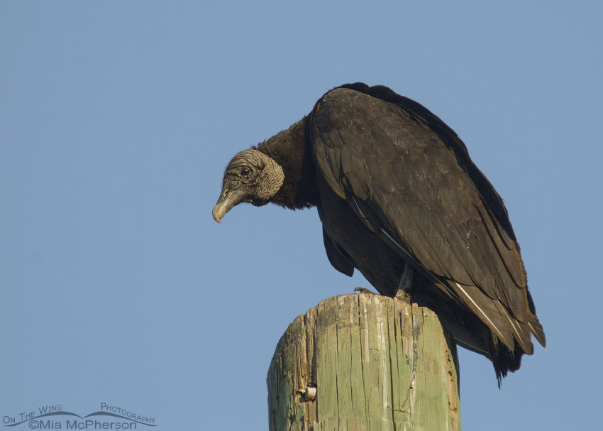 Mature Black Vulture on post, Lettuce Lake, Hillsborough County, Florida