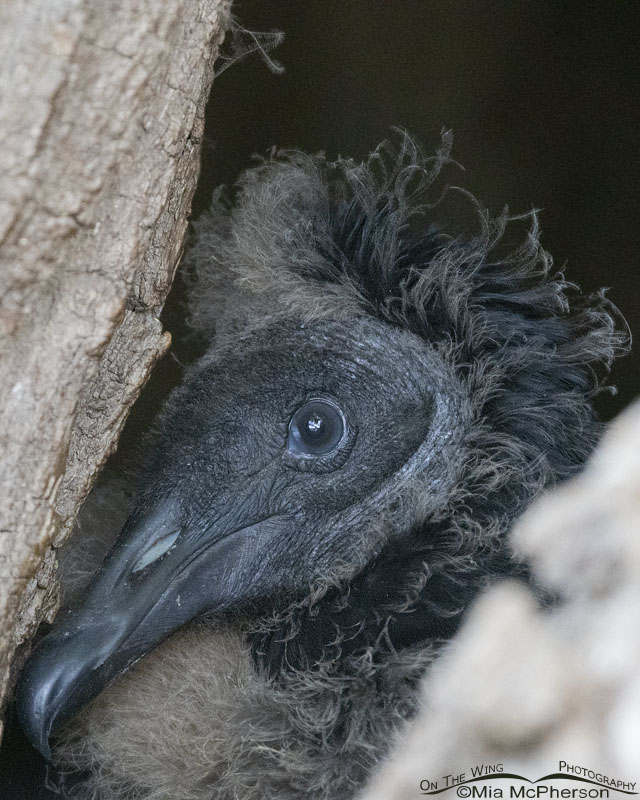 Juvenile Black Vulture in nest, Sequoyah National Wildlife Refuge, Oklahoma
