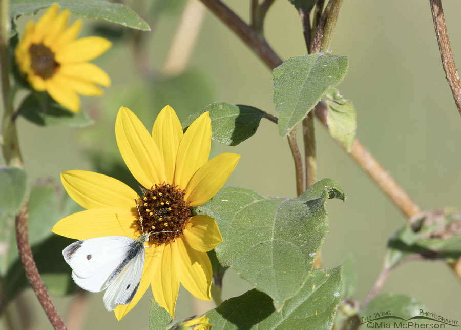 Cabbage White butterfly male on a Common Sunflower, Bear River Migratory Bird Refuge, Box Elder County, Utah