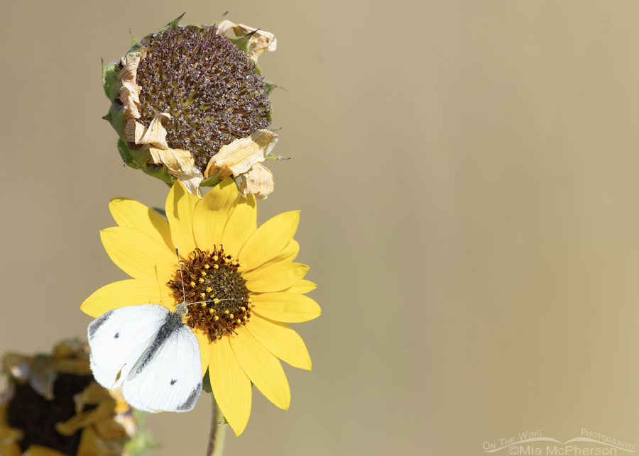 Male Cabbage White butterfly on a Common Sunflower, Bear River Migratory Bird Refuge, Box Elder County, Utah