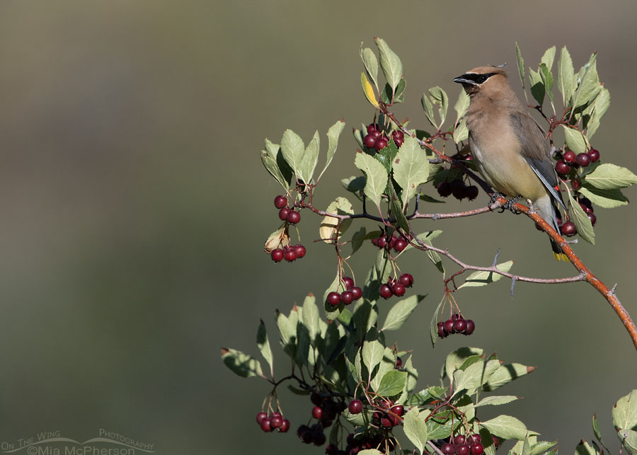 Adult Cedar Waxwing perched among hawthorn berries, Wasatch Mountains, Summit County, Utah