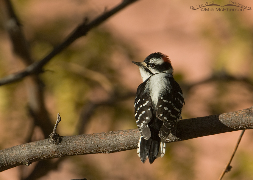 Downy Woodpecker at Capitol Reef National Park, Wayne County, Utah
