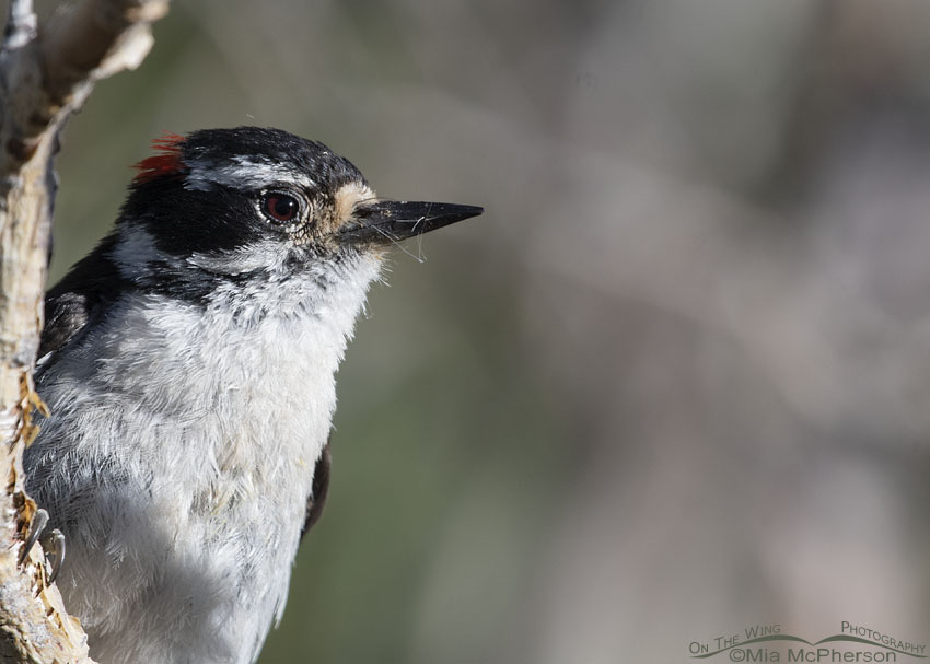 Downy Woodpecker close up, Wasatch Mountains, Summit County, Utah