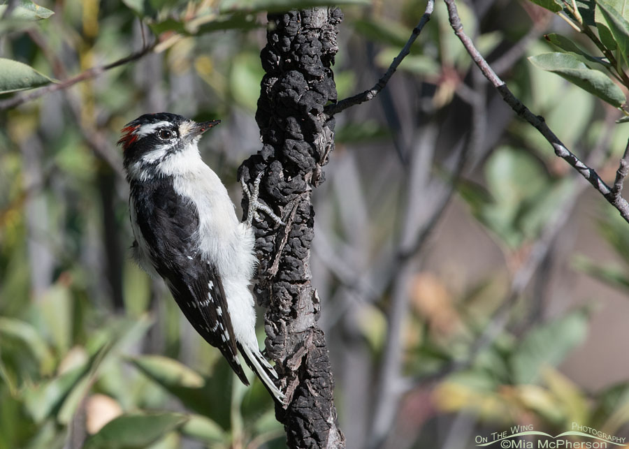Male Downy Woodpecker clinging to a chokecherry tree, Wasatch Mountains, Summit County, Utah