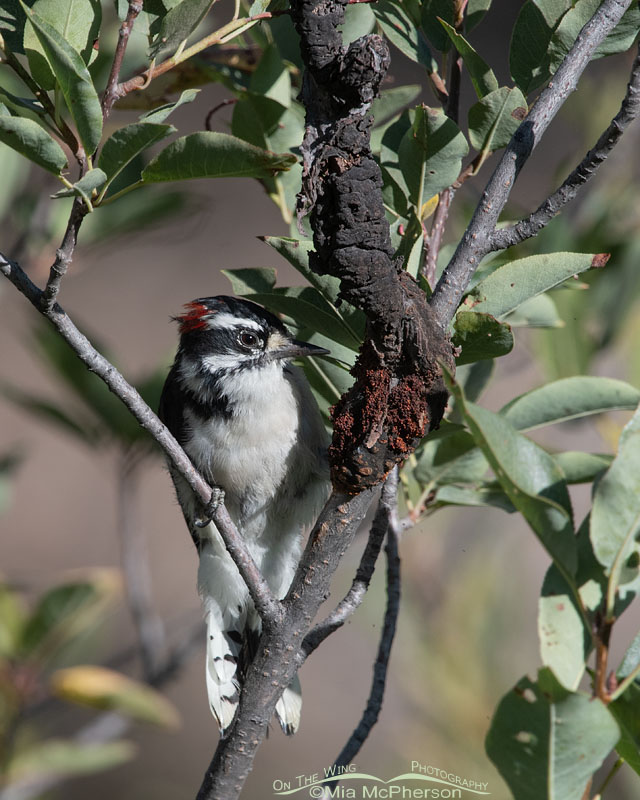 Downy Woodpecker male foraging in a chokecherry, Wasatch Mountains, Summit County, Utah