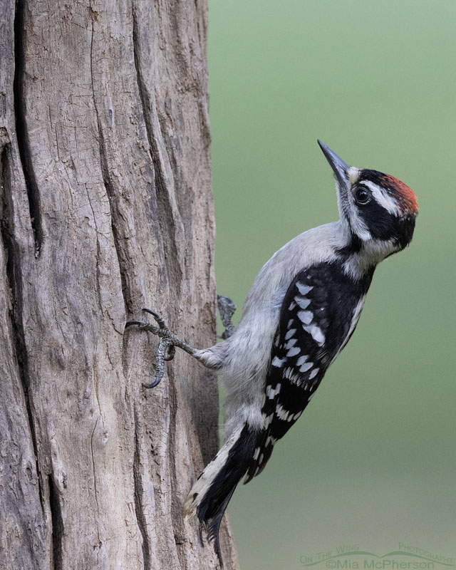 Immature Downy Woodpecker male in Arkansas, Sebastian County