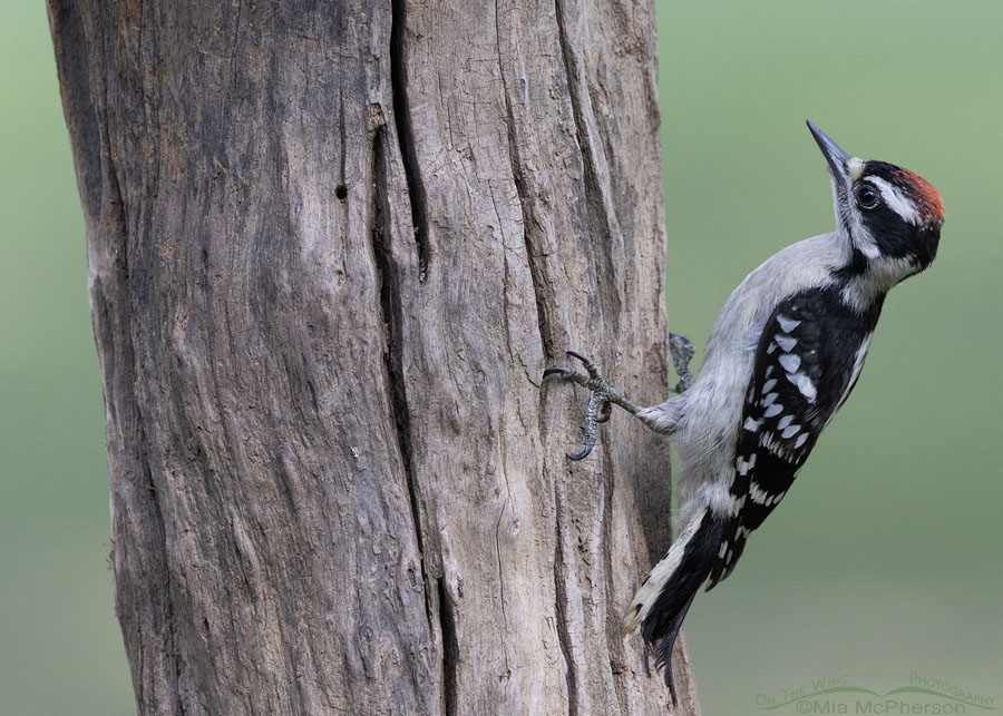 Immature Downy Woodpecker male on driftwood, Sebastian County, Arkansas